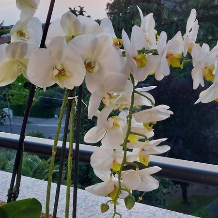 Alloggio Orchidea 蒙法尔科内 外观 照片