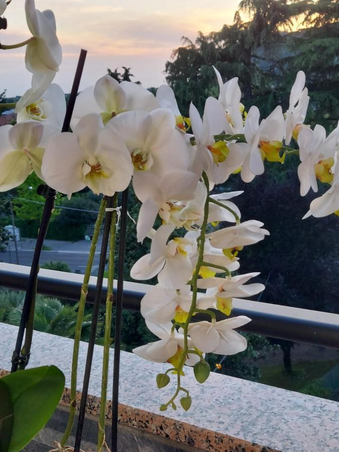 Alloggio Orchidea 蒙法尔科内 外观 照片